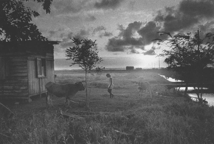 Diepraam, Nickerie, Suriname (Girl and Cows), 1975