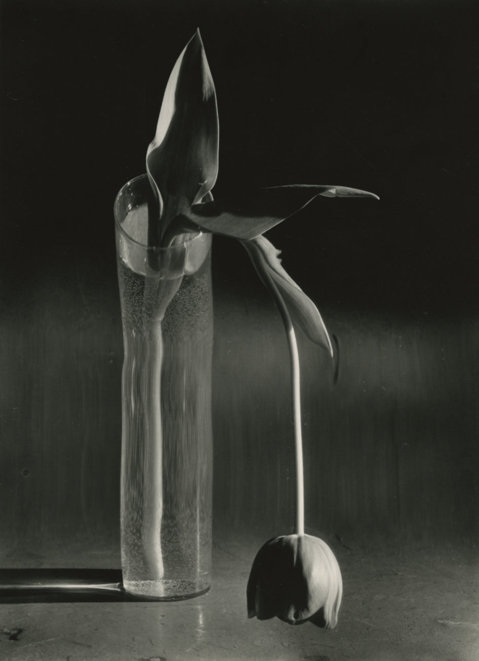 Kertesz, Melancholic Tulip, 1939