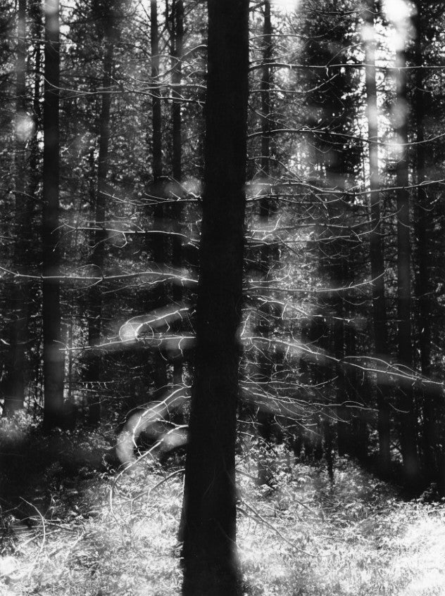 Josephson, Forest, Colorado, August, 1959