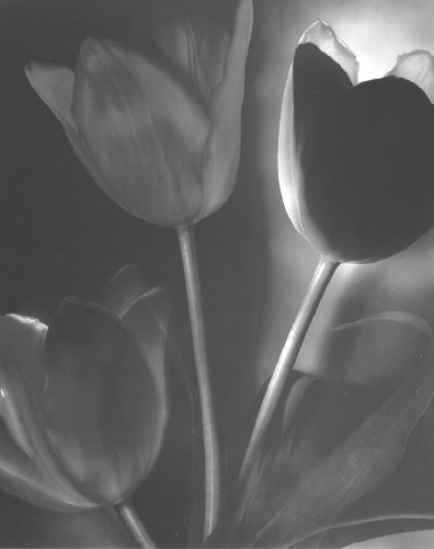 Schneider, Tulip, 1990