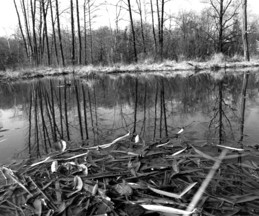 Gossage, The Pond, c.1982