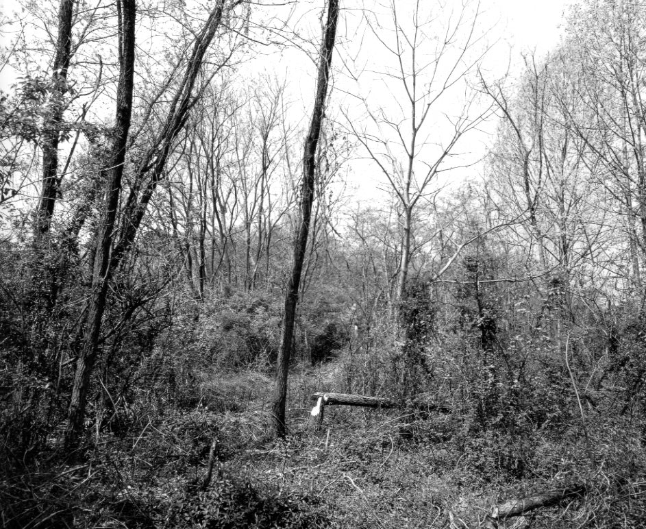 Gossage, The Pond, c.1982