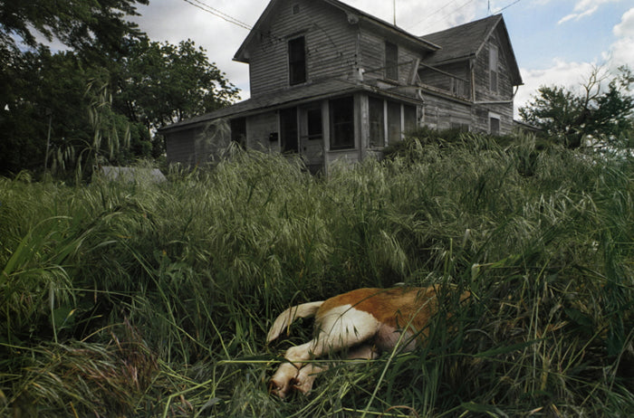 Richards, Howe, Nebraska, Dog in Grass, June 2005