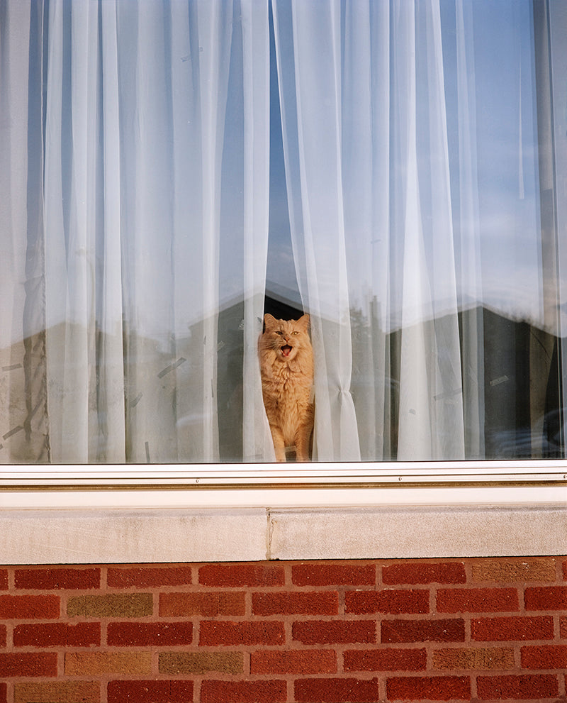D'Amato, Meow, 2021