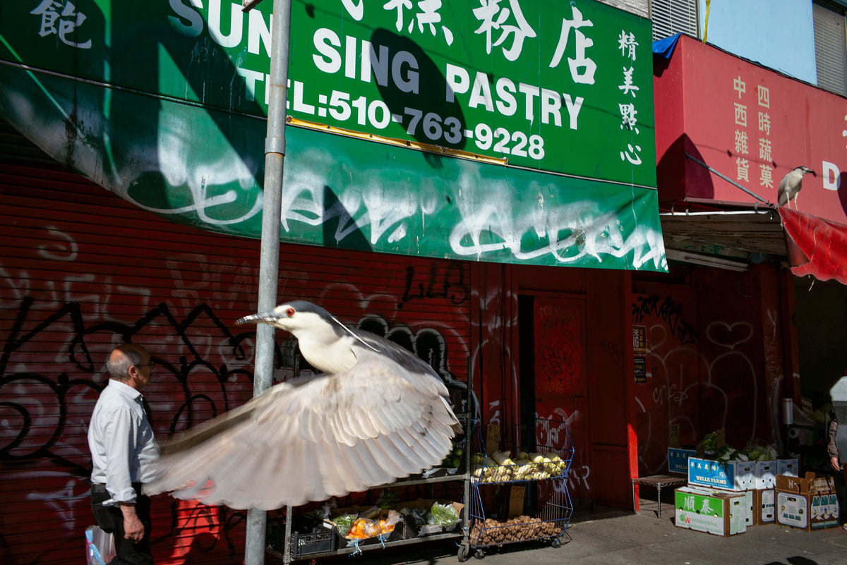 Webb, Oakland, CA, 2025