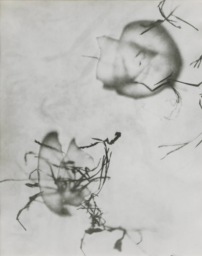 Lea (Dorr), Chicago, 1951