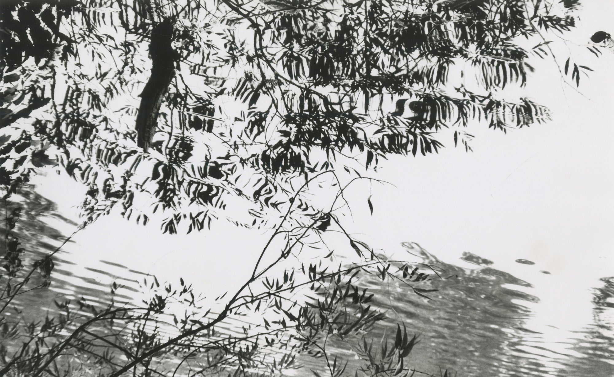 Blondeau, Untitled (tree branches and a pond), 1966