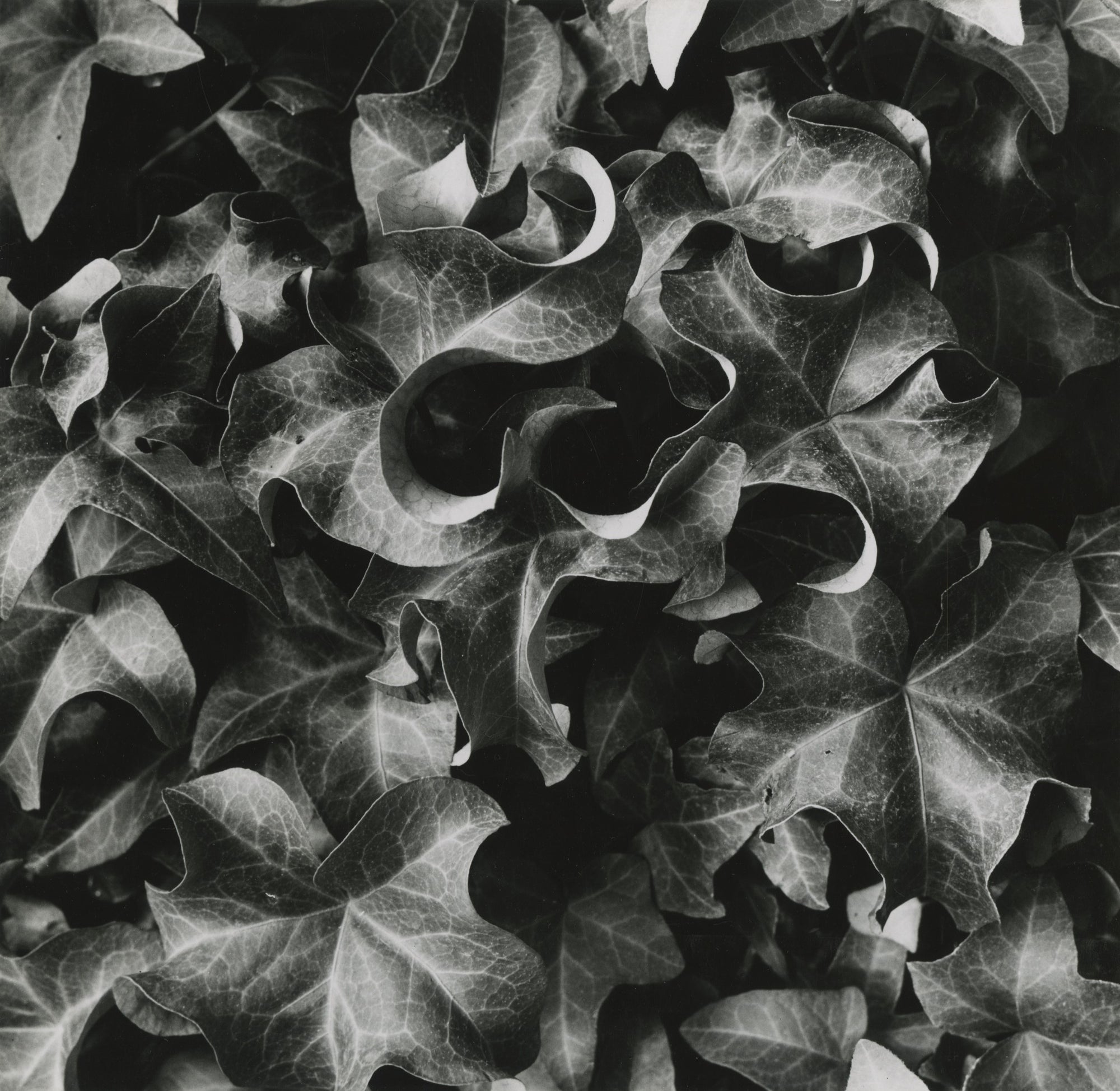 Blondeau, Untitled (leaves), 1962-56