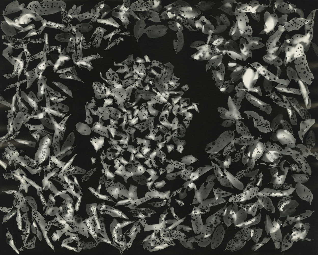 Blondeau, Untitled (leaf photogram), 1971