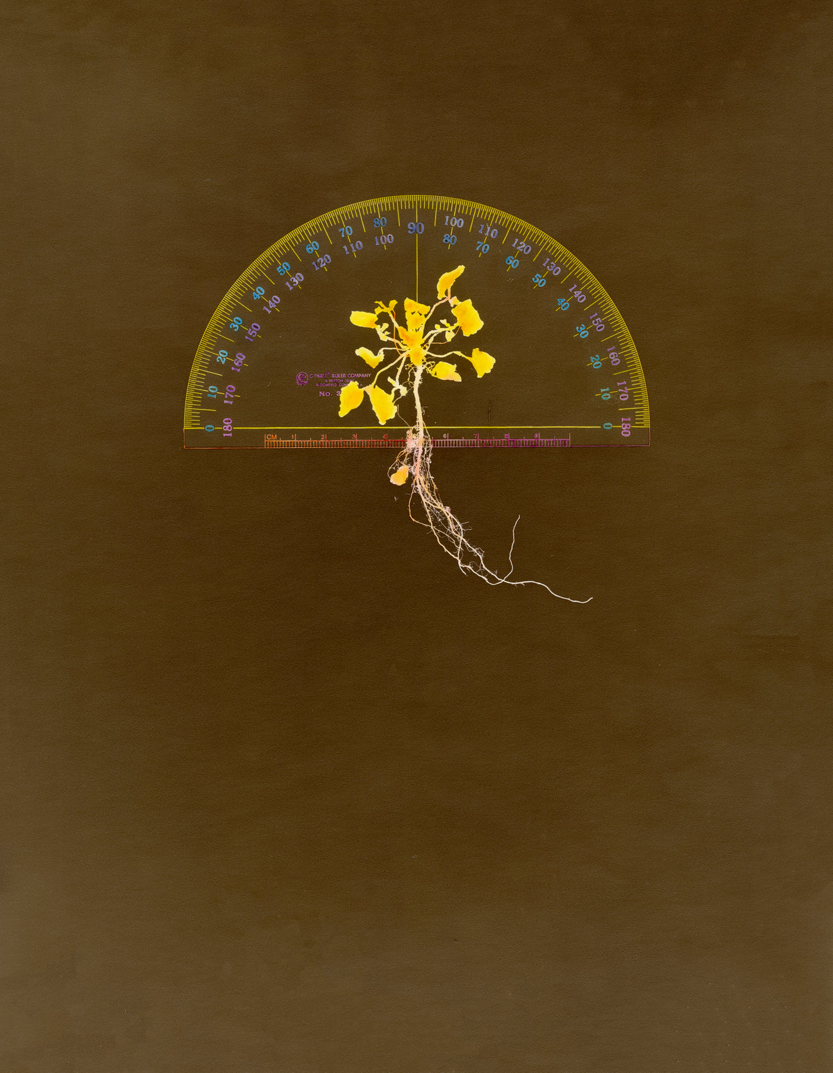 Lebe, Plant with Protactor #2, 1980