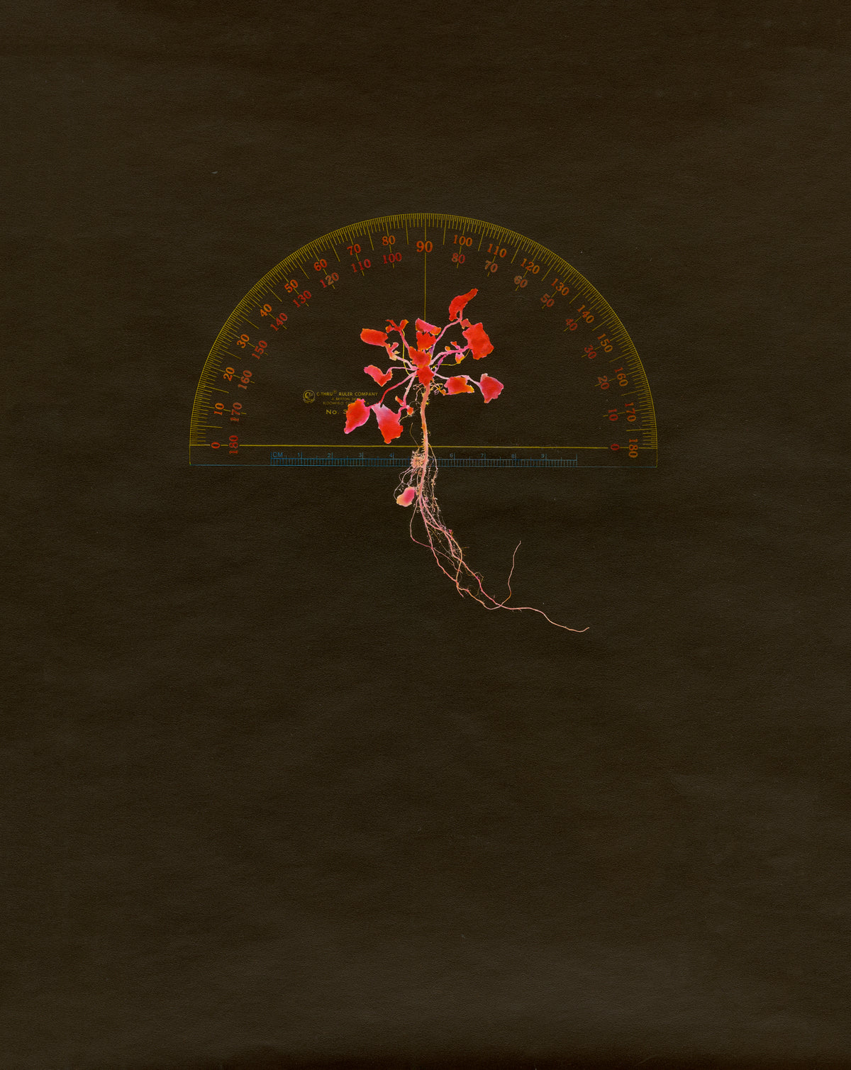 Lebe, Plant with Protractor #1, 1980