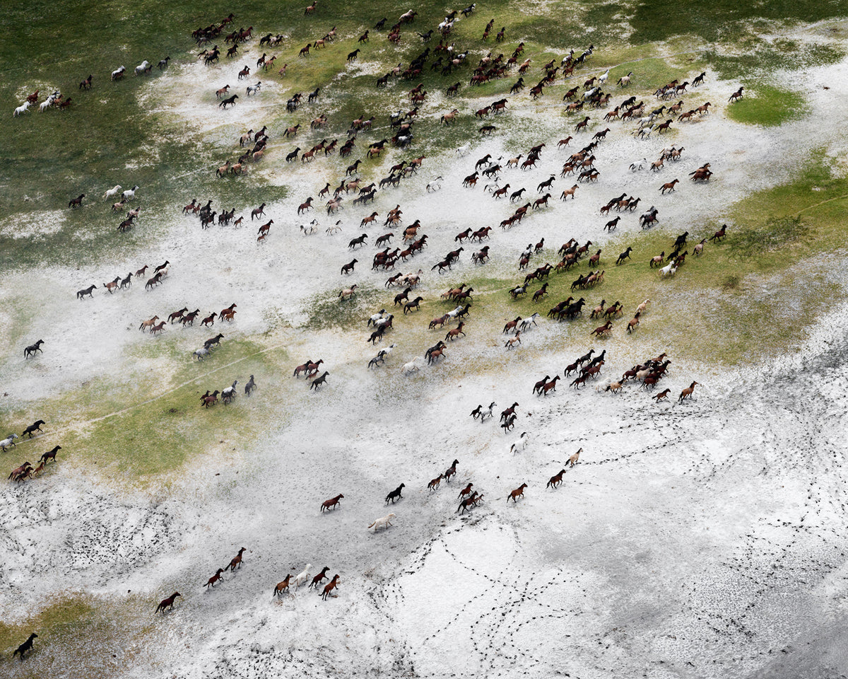 Temkin, Montgomery Pass Mustangs - Mono Basin, CA, 2021
