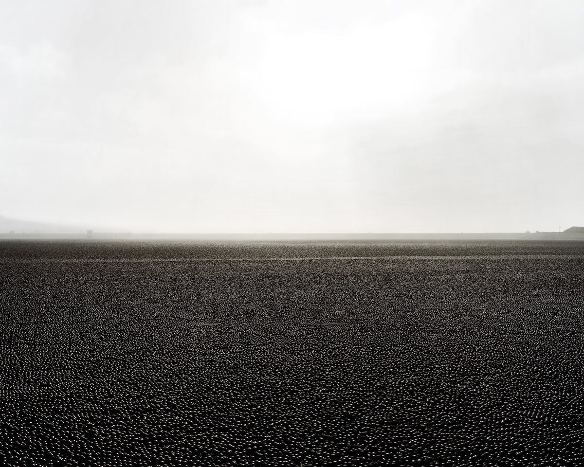 Temkin, Sea Of Shadeballs - Sylmar, CA, 2021